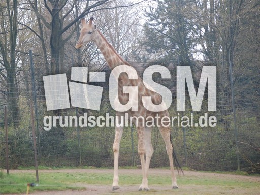 Giraffe_2.jpg